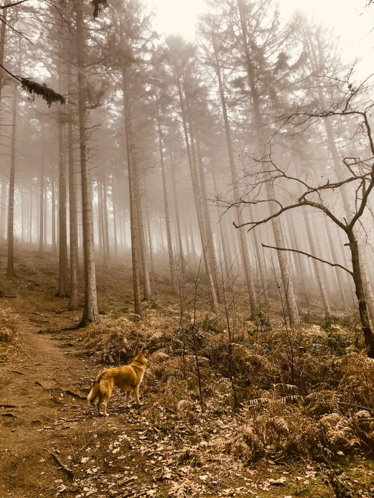 Collie-Husky-Mischling steht in einem nebligen und goldgelben Kiefernwald und schaut in die Ferne.