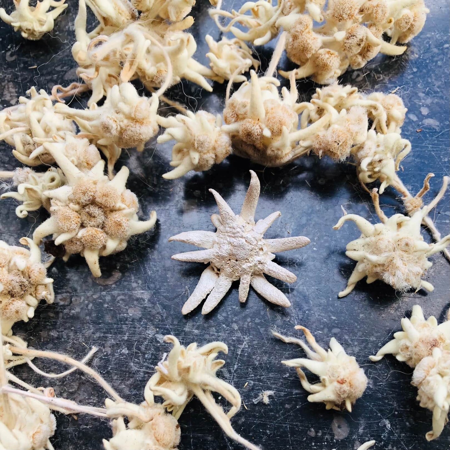 Ein Edelweißanhänger aus Silber, liegt neben Blüten dieser Pflanze auf einer polierter und schwarzen Steinplatte