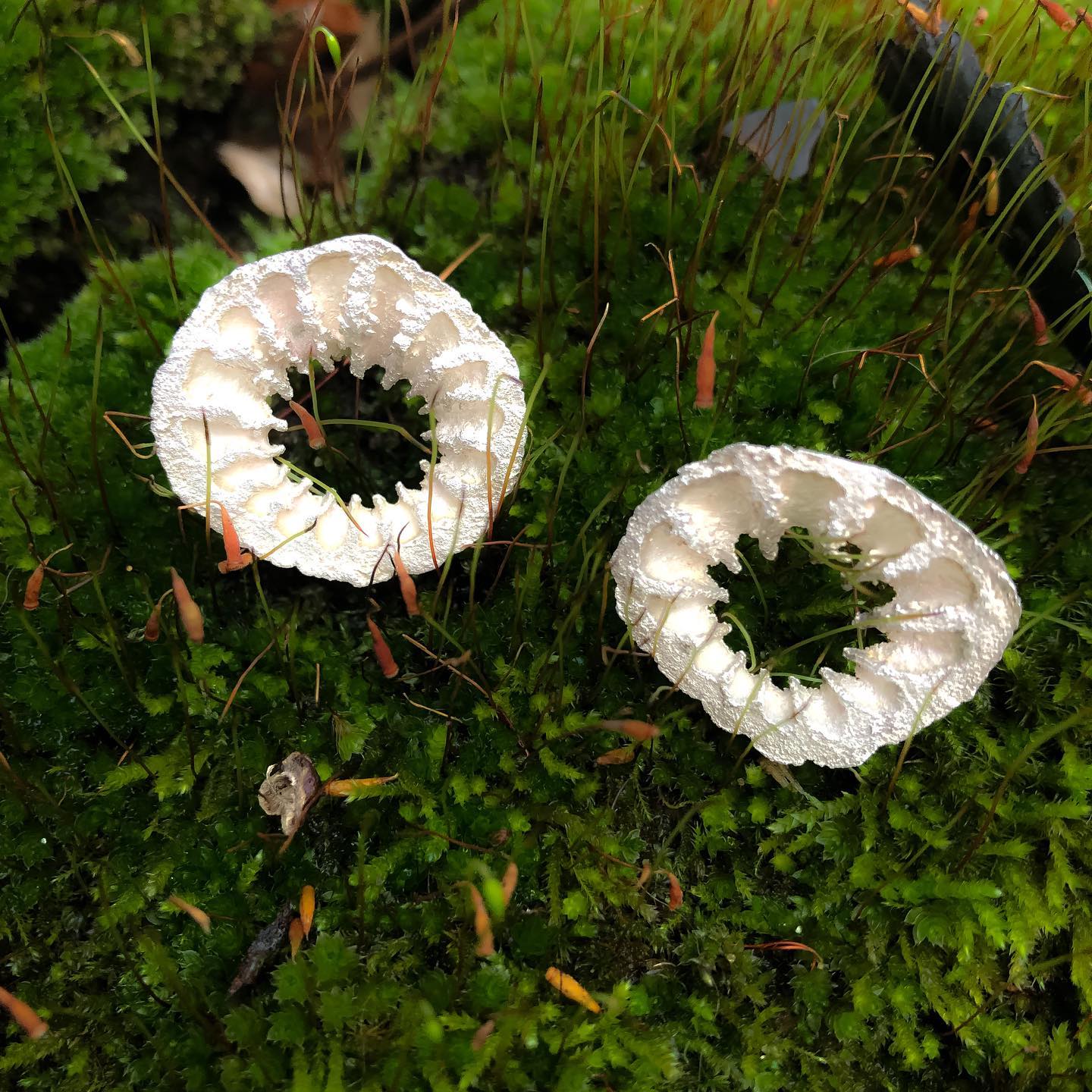 Silberne Ohrstecker in Moos liegend.