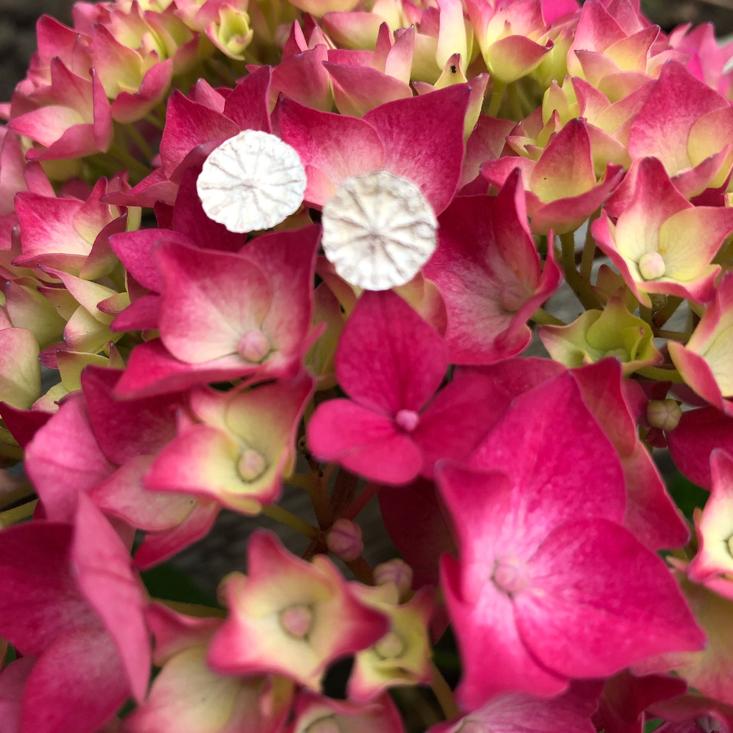 Ohrstecker auf einer Hortensie