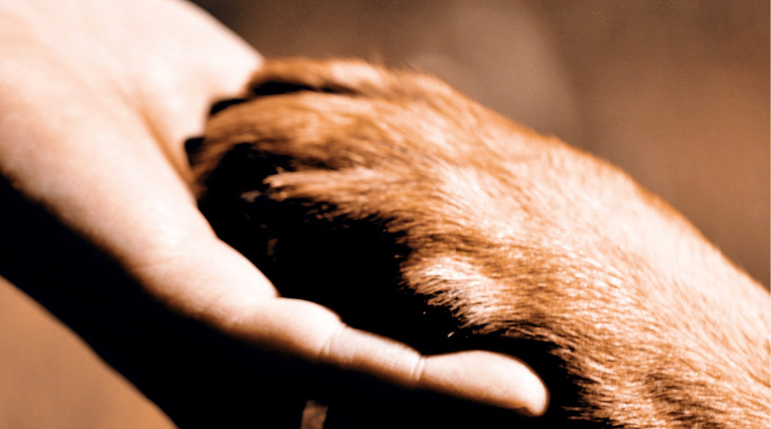 Was bleibt, wenn ein Tier geht?