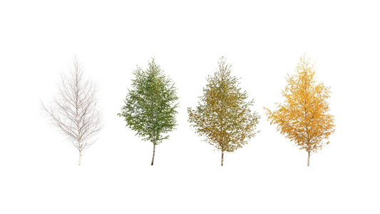 Für den Blogartikel, welchen Farbtypen man entspricht, sind auf dem Bild Bäume im Frühling, Sommer, Herbst und Winter abgelichtet.
