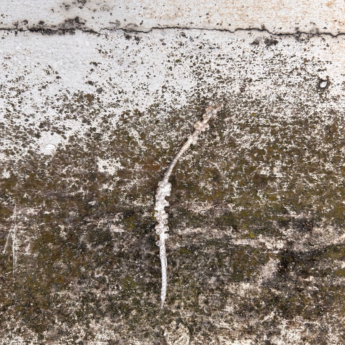 Organisches Schmuck-Unikat: handgefertigte Brosche aus Silber