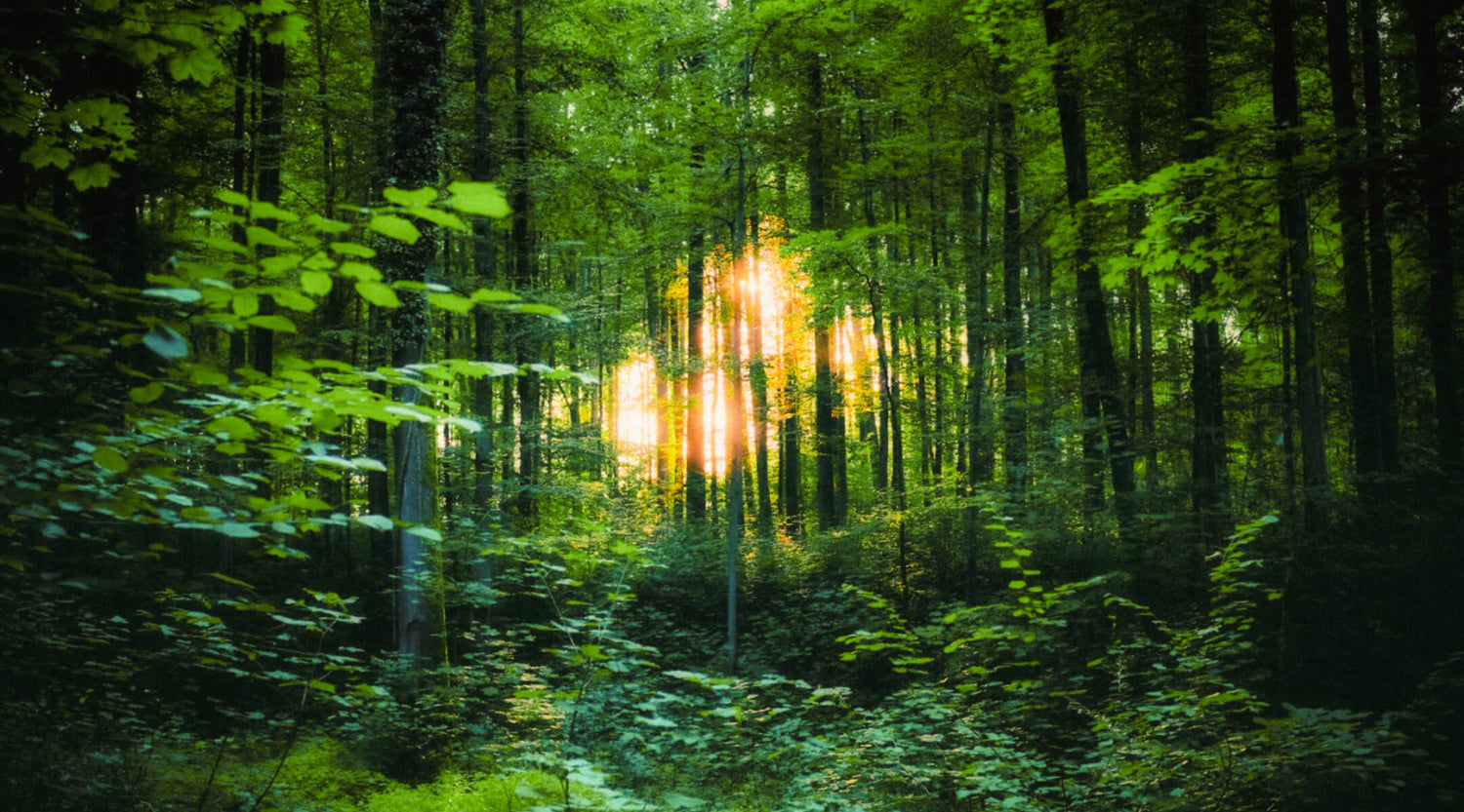 Die Startseite von Schmuckdesignerin Ricarda Enderweit in Bielefeld mit einem stimmungsvollen Waldbild, das ihre naturinspirierten Designs widerspiegelt