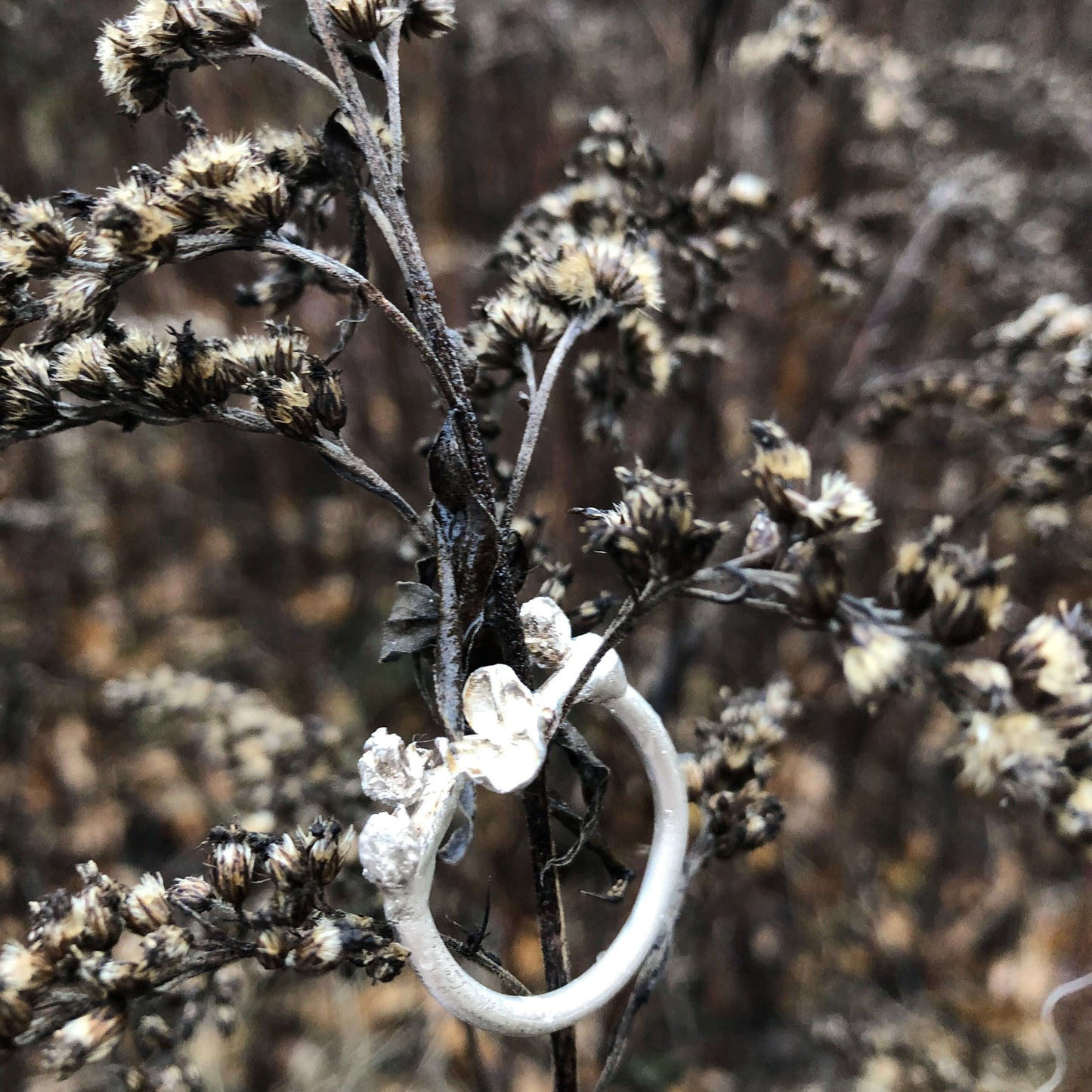 Silberring kn der Natur fotografiert